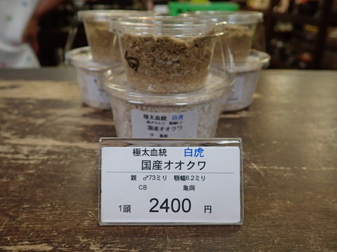極太白虎