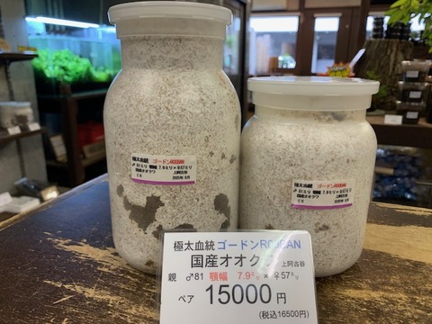 国産オオクワガタ　ゴードンR00BAN 国産オオクワガタ ゴードンR00BAN 極太血統国産オオクワ ゴードン