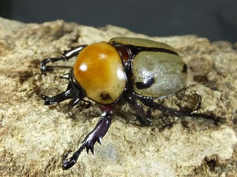 yotsuboshihinakabuto35-4