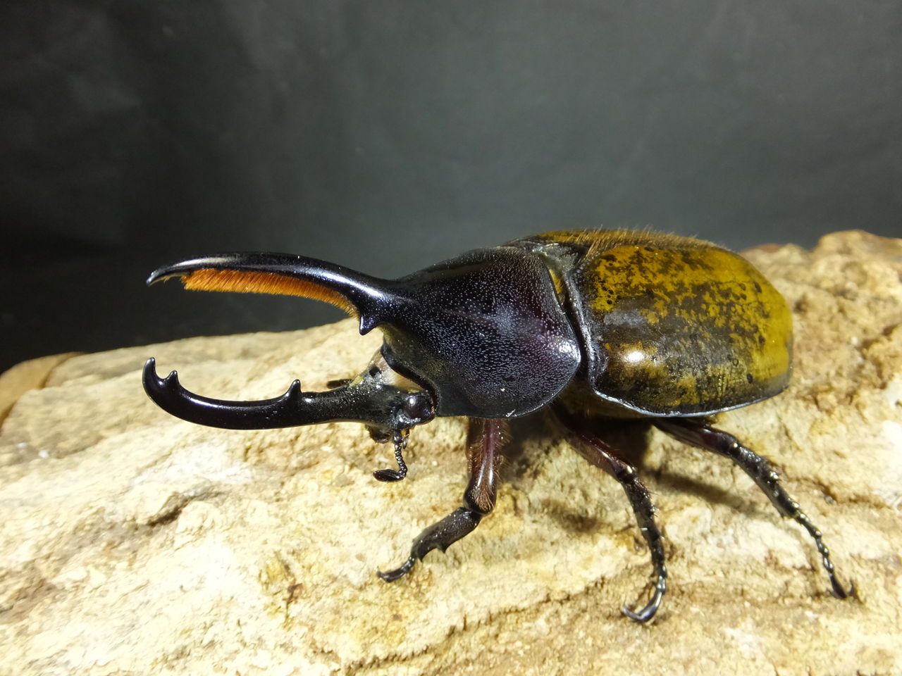 レア カブトクワガタ Global