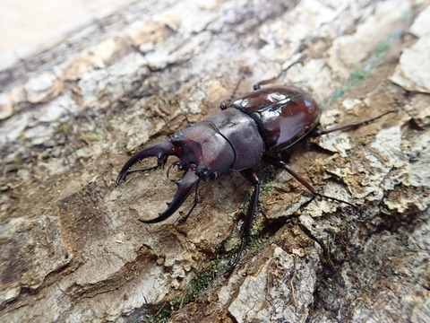 イヘヤノコ