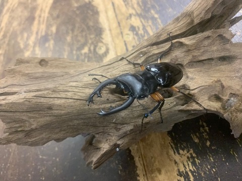 inperiarisu-202580628