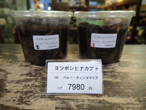 ヨツボシ