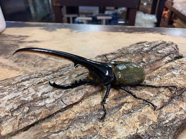 ヘラクレスヘラクレス : カブトクワガタ☆GLOBAL