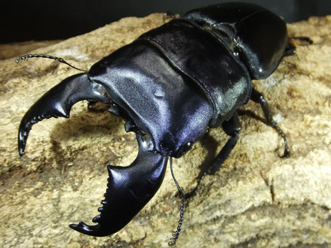 sumatora-gokubuto-1005-4