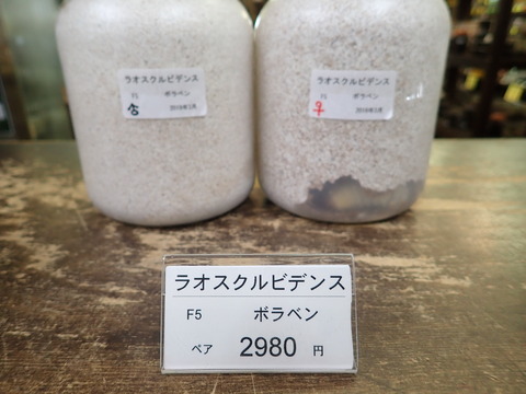 ラオスクルビ