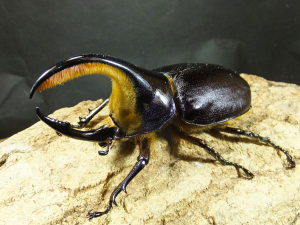 サタン マルス カブトクワガタ Global