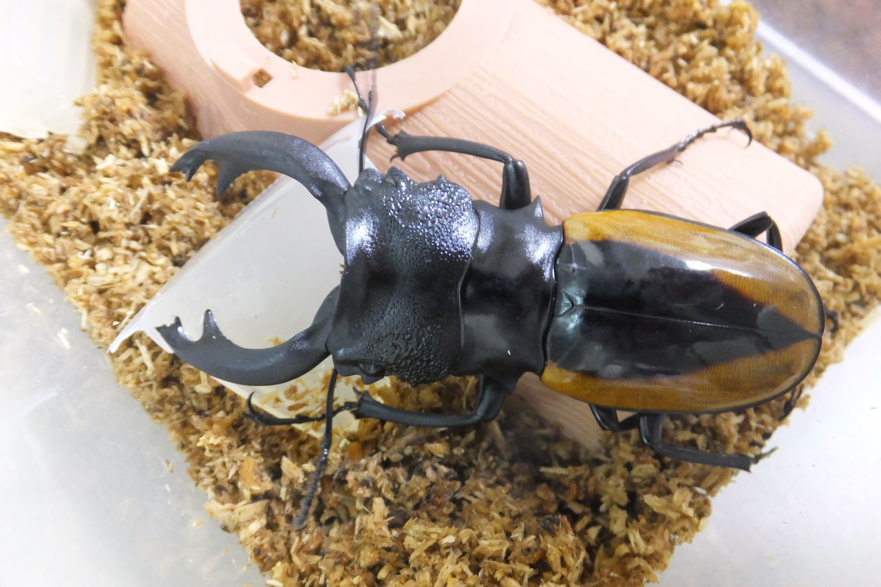 入荷情報 カブトクワガタ Global 入荷情報 カブトクワガタ Global