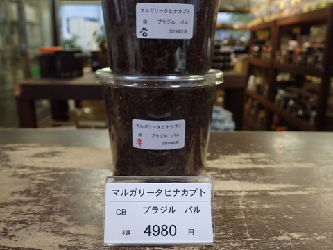 マルガリータ