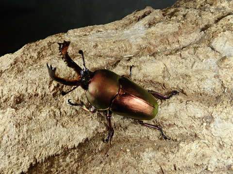 P6240242
