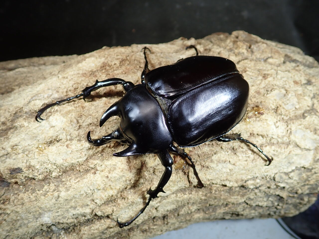 アクティオンゾウカブト : カブトクワガタ☆GLOBAL