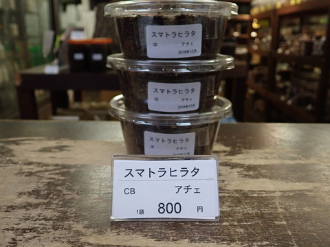 スマトラヒラタ