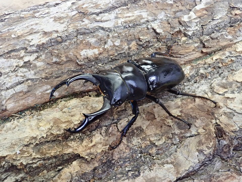 ネパールコクワ