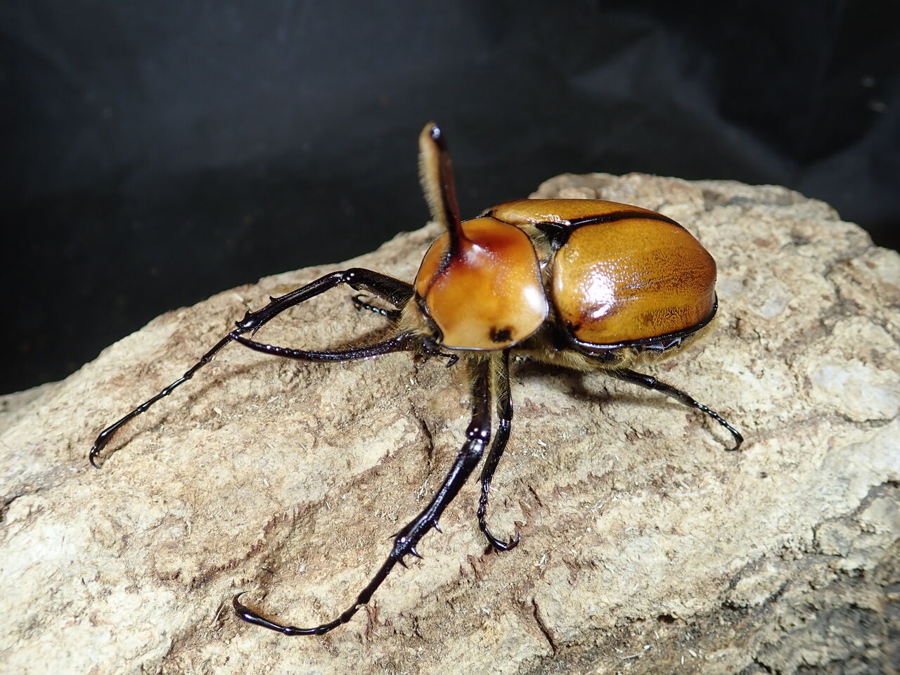 外国産カブトムシ！！ : カブトクワガタ☆GLOBAL