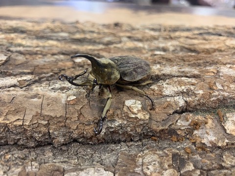 gurandhisukohuki-20260213