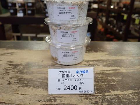 奈良輪