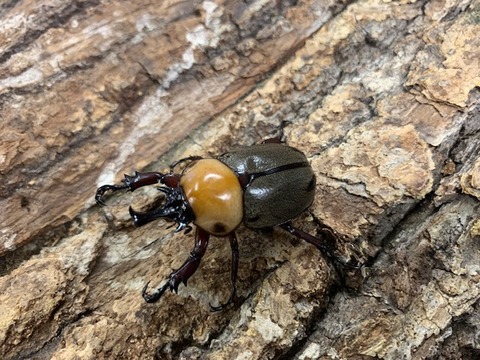 yotuboshi36-20260206