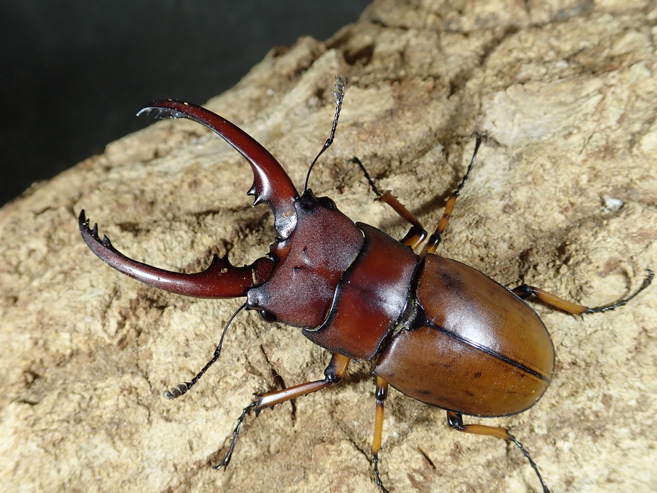 フィリピン、マレーワイルド便！！ : カブトクワガタ☆GLOBAL