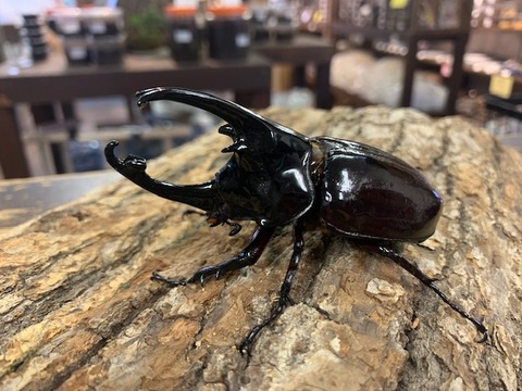 kentaurusuokabuto-20251002