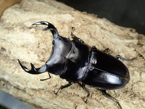 グランディス85