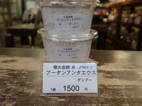 ブータンアンテ