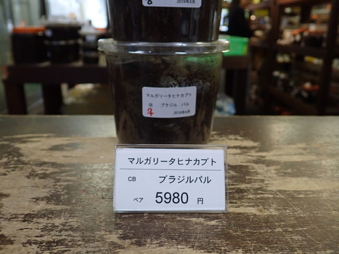 マルガリータ