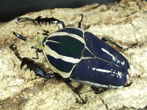 ugan75-4