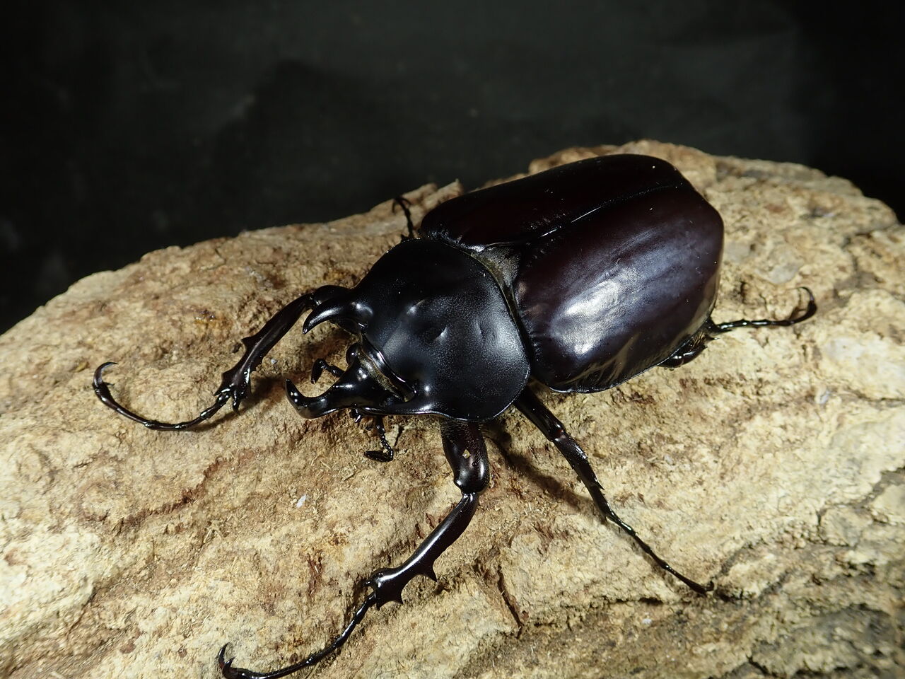 カブトクワガタ Global