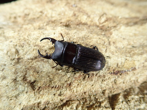 amaminebuto