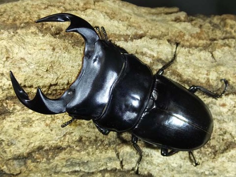 マレーアンテ-4