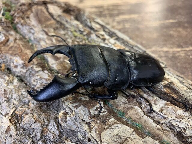クワガタ、カブト　バトル用土俵 クワガタ、カブト バトル用土俵