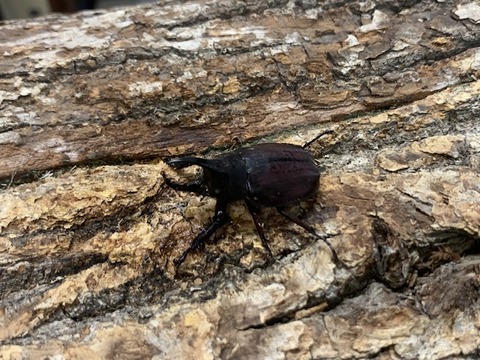 gurandhisukohuki-20231018