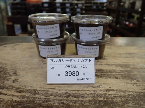 マルガリータ