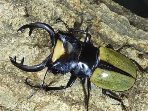 527-ラコダール のコピー