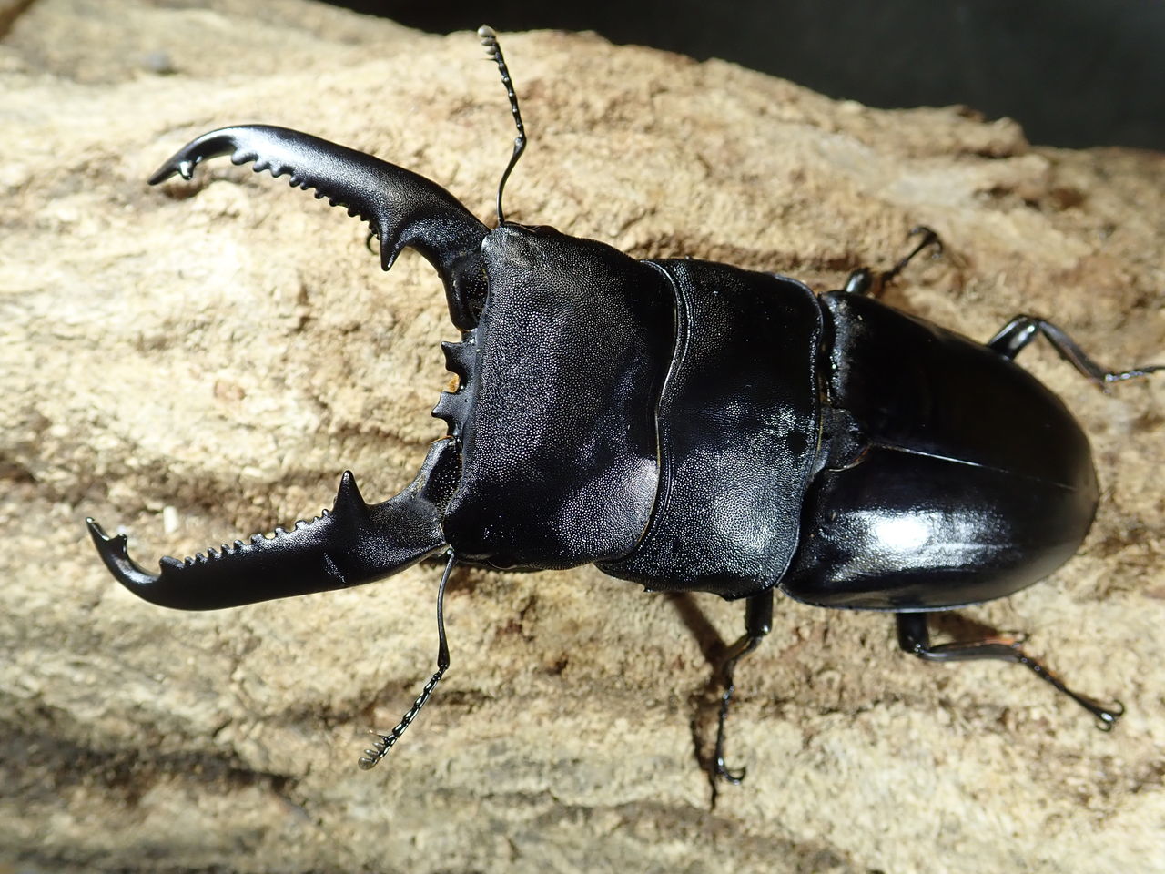 スマトラヒラタ パラワンオオヒラタ カブトクワガタ Global スマトラヒラタ パラワンオオヒラタ カブトクワガタ Global