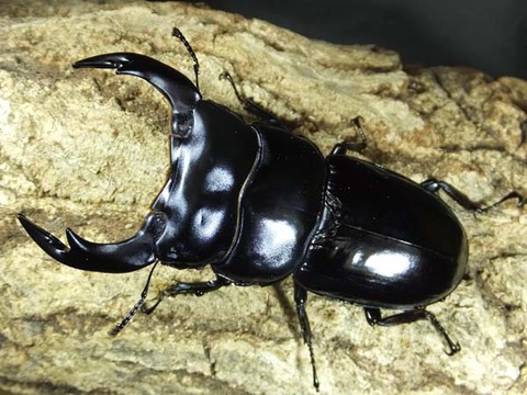 インドアンテカリンポン-4