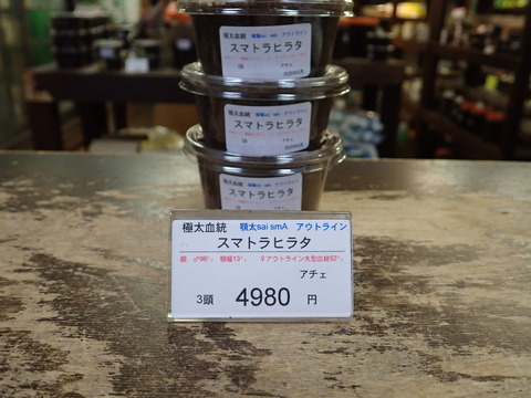 saismaアウト