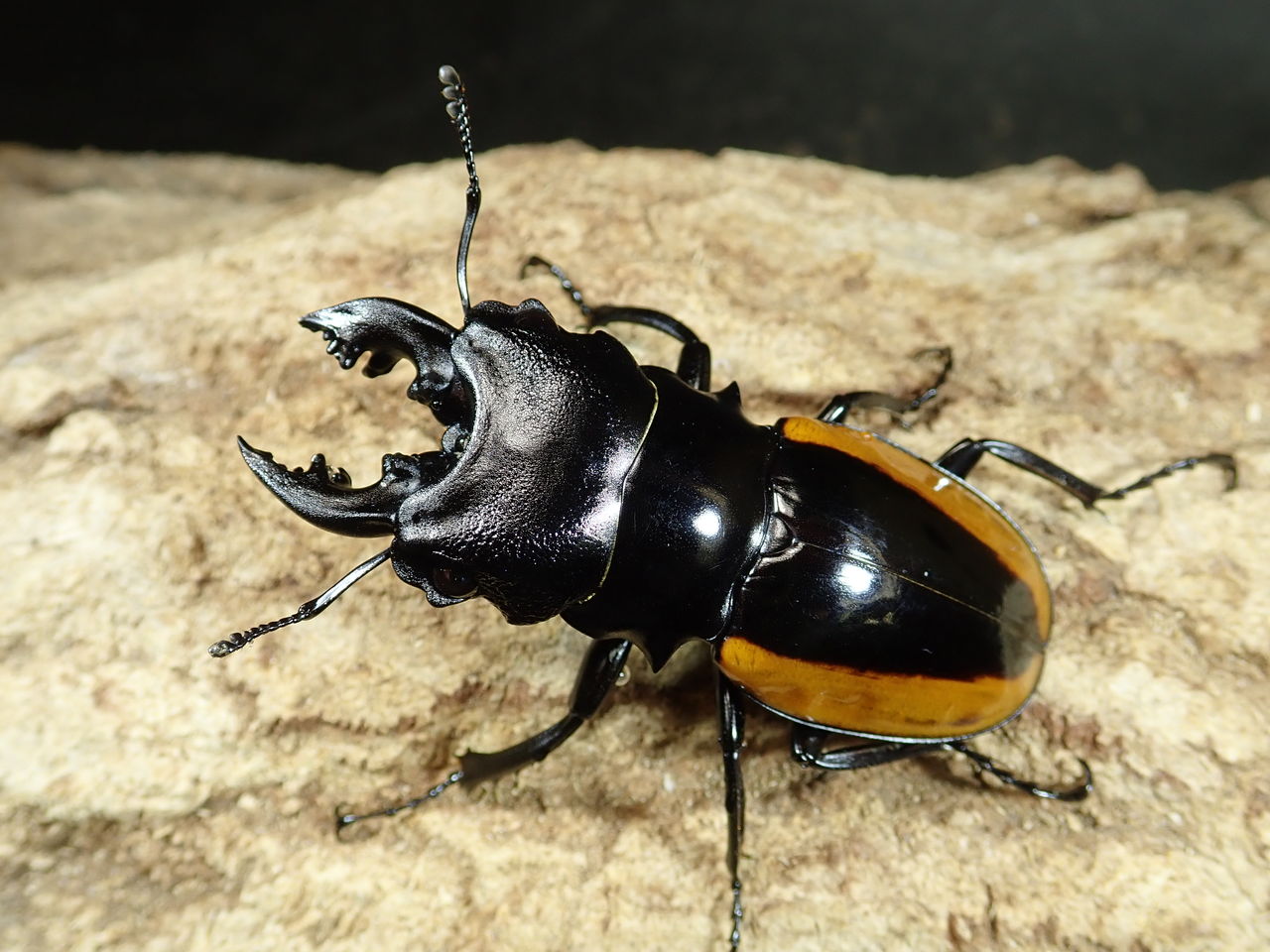 19年05月 カブトクワガタ Global 19年05月 カブトクワガタ Global