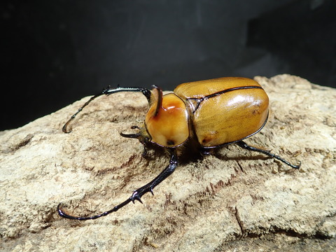 ポルテリ