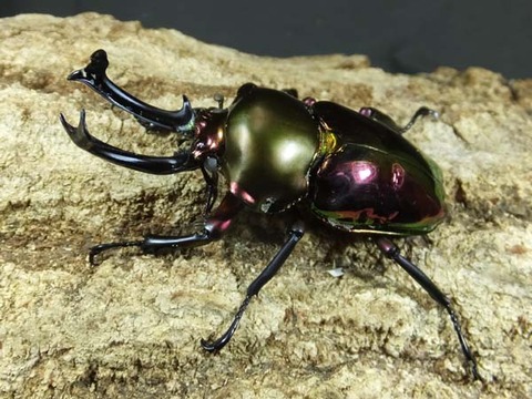 niziiro-red-white56-4