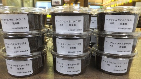 キュウシュウオニクワガタ