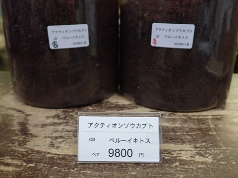 アクティオンペア