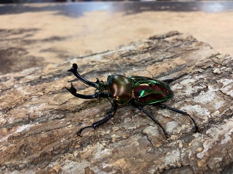 人気！ニジイロクワガタ : カブトクワガタ☆GLOBAL