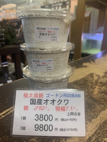 極太血統国産オオクワ : カブトクワガタ☆GLOBAL