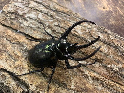 mindanaoatorasu-20260228