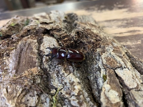 mirabirisuhirata-20220224