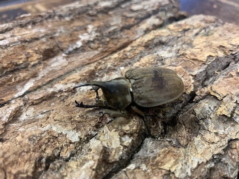 gurandhisu38-20260308