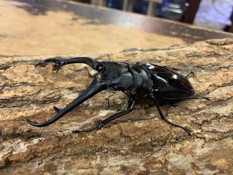 daisukegirafa-20260108