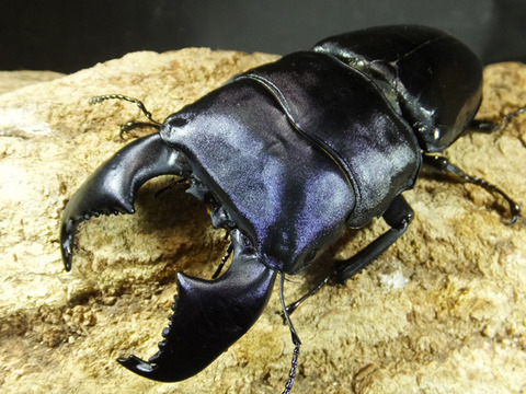 sumatora-gokubuto-95-4