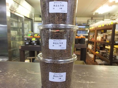 本土ヒラタホワイトアイ